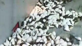 Yüzlercesi ağa takıldı! 'Akdeniz için felaket!'