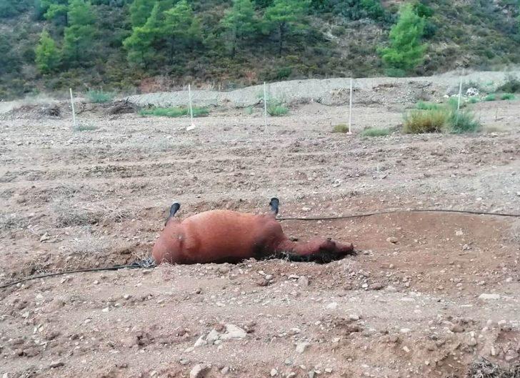Marmaris'te dehşete düşüren görüntü! Teker teker katlettiler! G3