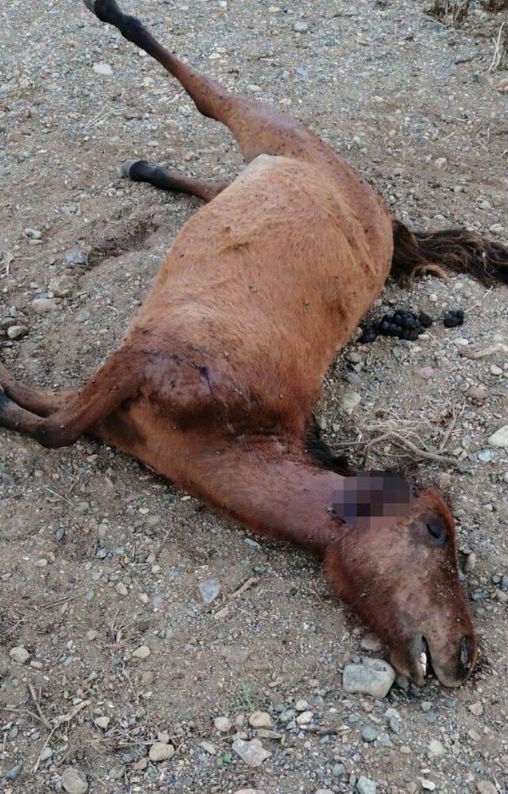 Marmaris'te dehşete düşüren görüntü! Teker teker katlettiler! G1