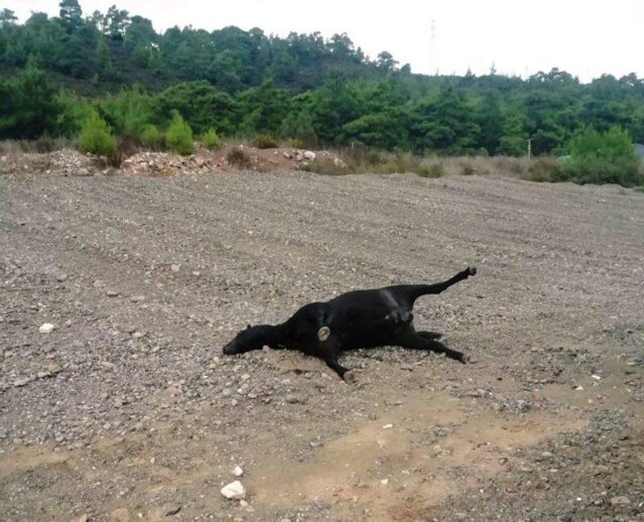 Marmaris'te dehşete düşüren görüntü! Teker teker katlettiler! G2