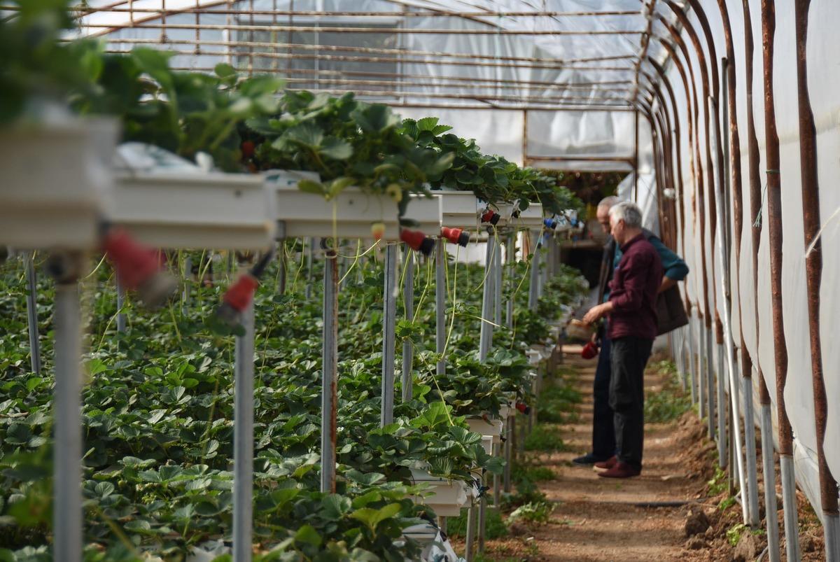 &Ouml;rnek oldu! Kuaf&ouml;rl&uuml;ğ&uuml; bıraktı, topraksız tarımla &ccedil;ilek &uuml;retiyor
