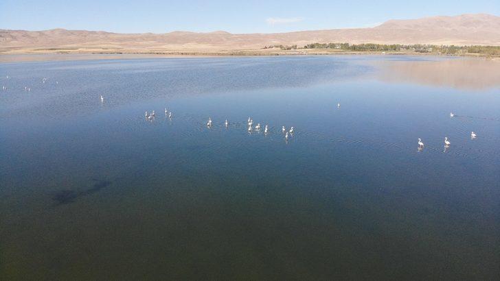 Vanlılar bu yıl flamingoya hasret G2