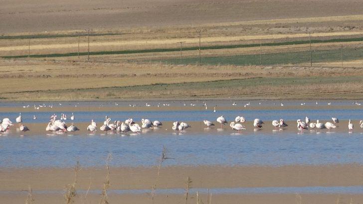 Vanlılar bu yıl flamingoya hasret G3
