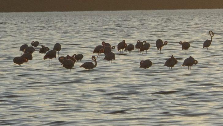 Vanlılar bu yıl flamingoya hasret G4