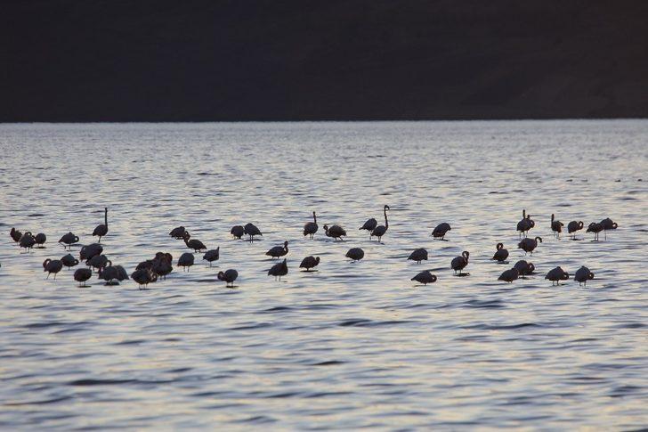 Vanlılar bu yıl flamingoya hasret G5