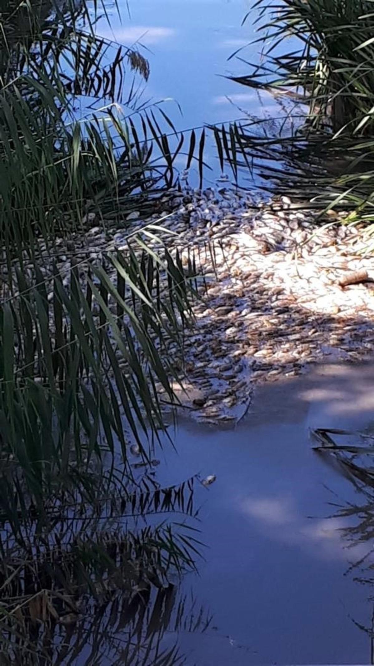 20 yıl sonra ilk kez g&ouml;r&uuml;lm&uuml;şt&uuml;! Kahreden tablo