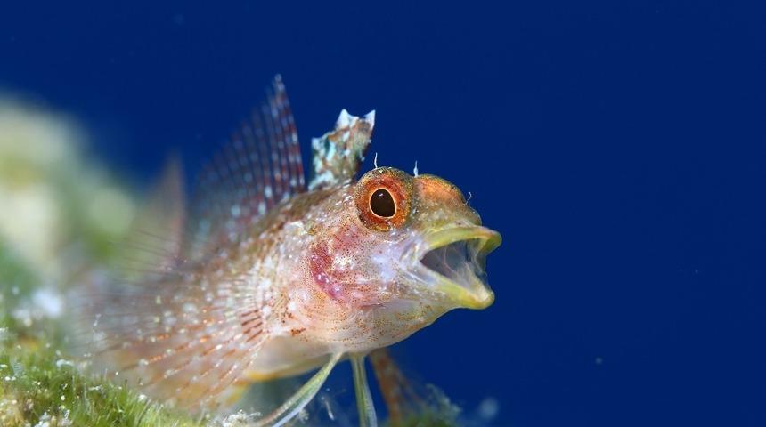 Altın Palet’ Kaş’ta başladı