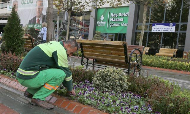 Kışlık menekşeler Sakarya’da