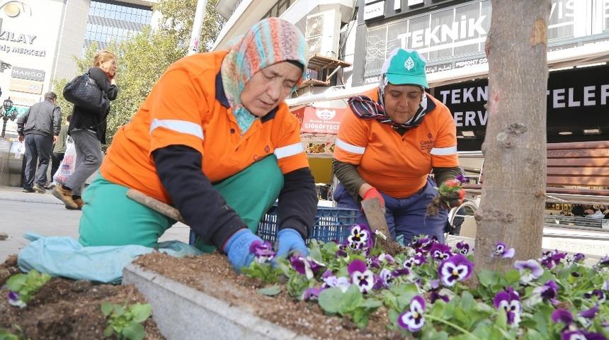 Kışlık menekşeler Sakarya&rsquo;da