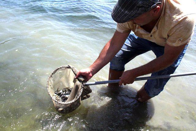 Baraj ve göletlere 1,5 milyon yavru balık bırakıldı