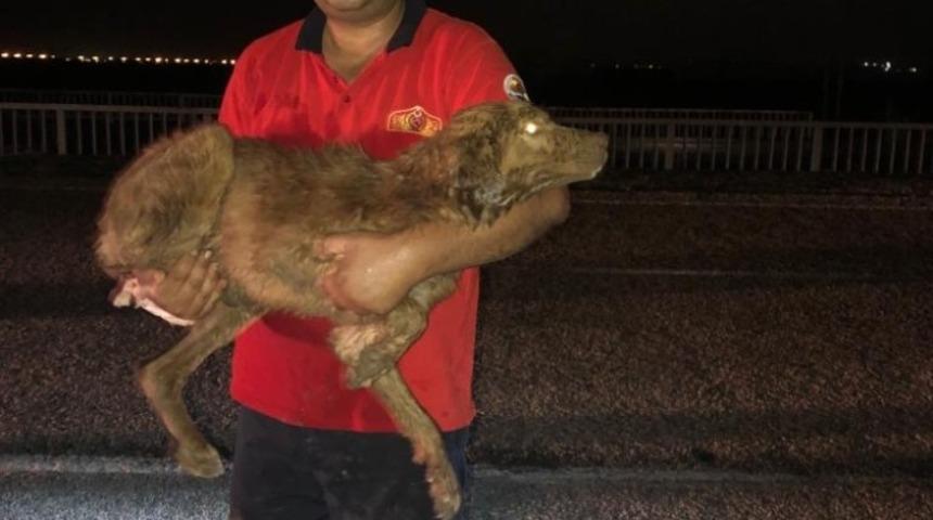 Su kanalına d&uuml;şen k&ouml;peği itfaiye kurtardı