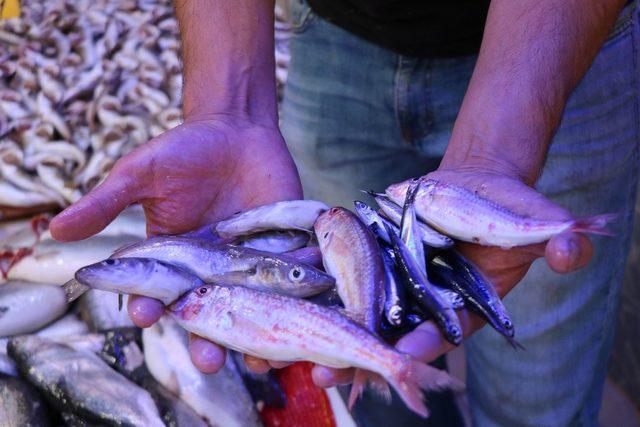 Karadeniz’de sezon balıkları uygun fiyata alıcılarını bekliyor