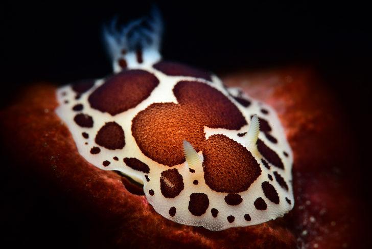 Altın Palet Sualtı Görüntüleme Türkiye Şampiyonası Kaş'ta başladı G2