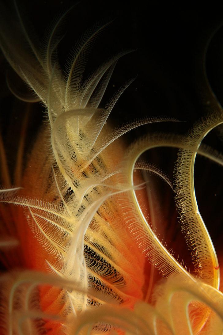 Altın Palet Sualtı Görüntüleme Türkiye Şampiyonası Kaş'ta başladı G3