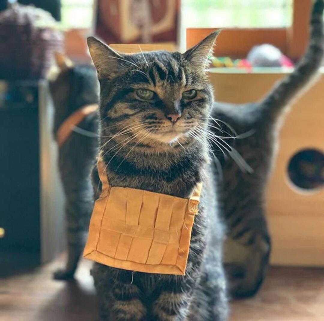кошки в японии