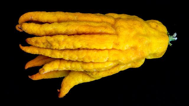 Parmaklı ağaç kavunu nedir, parmaklı ağaç kavununun faydaları nelerdir?