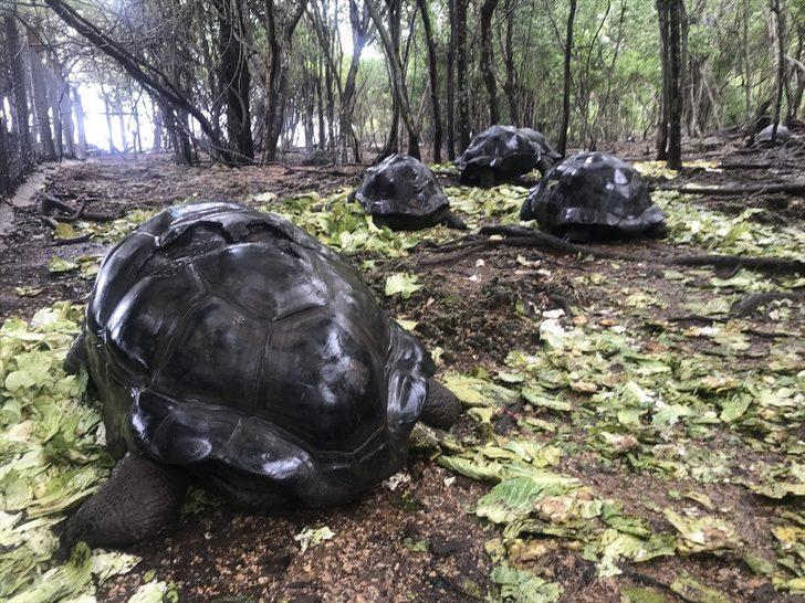 Dev kaplumbağalarıyla ünlü eski köle adası: Changuu G2
