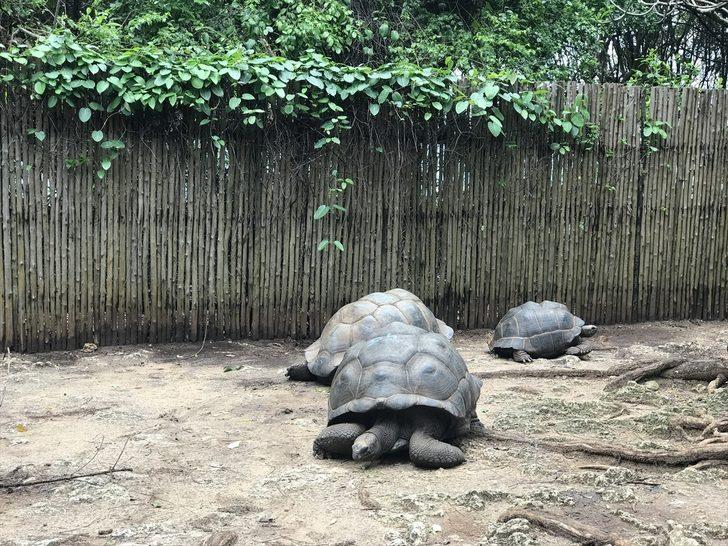 Dev kaplumbağalarıyla ünlü eski köle adası: Changuu G3