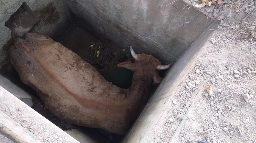 Kuyuya d&uuml;şen inek itfaiye ekiplerince kurtarıldı