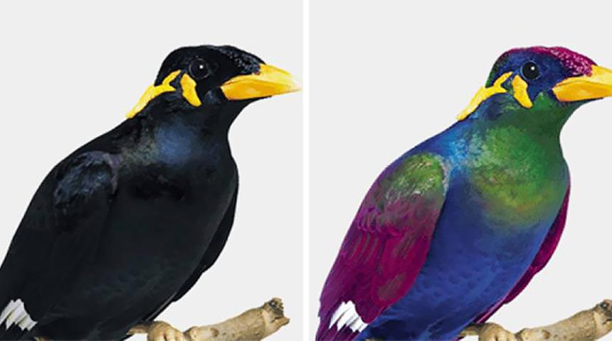 Kuşlar dünyayı nasıl görür?