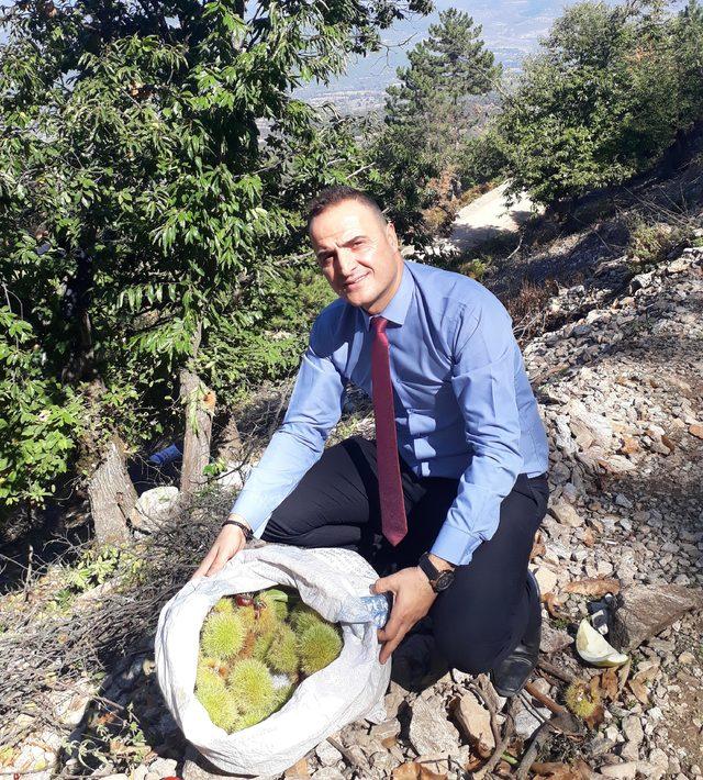 Simav kestanesinde hasat erken başladı