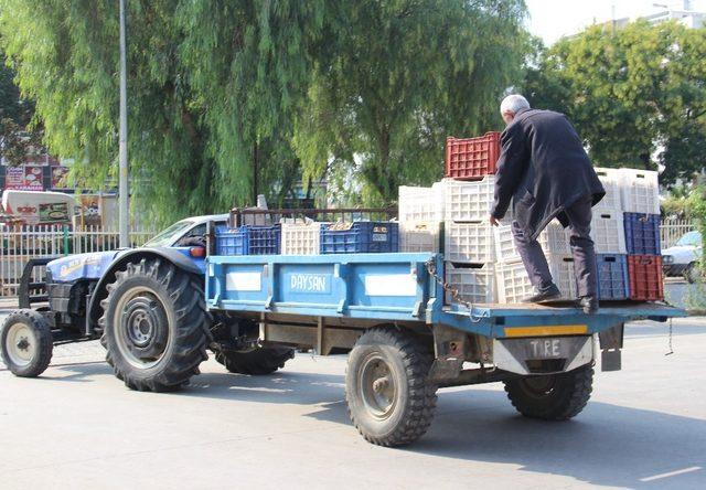 Üreticiler incirlerini TMO’ya satıyor