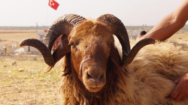 Barış Pınarı Harekatı’nda 9’uncu gün (4)