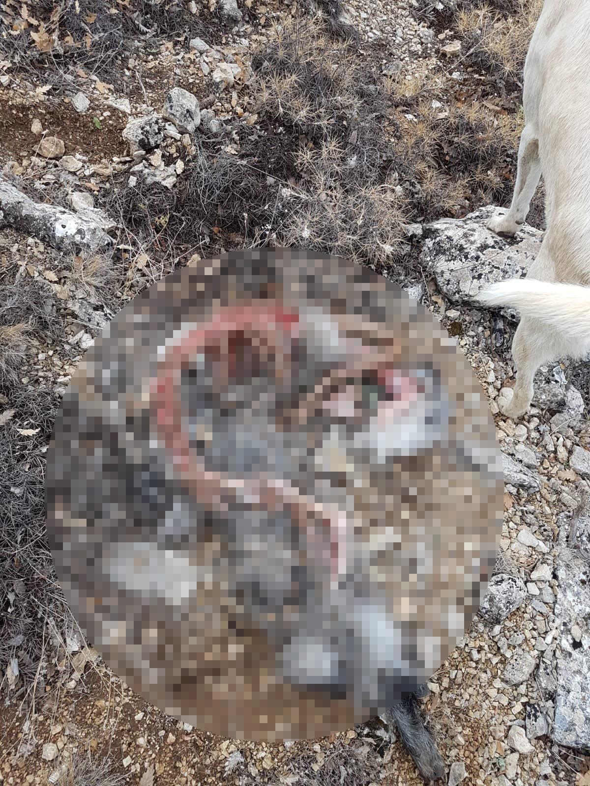 Hava kararınca dağda unutuldular! Korkun&ccedil; manzara