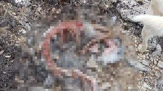 Hava kararınca dağda unutuldular! Korkunç manzara