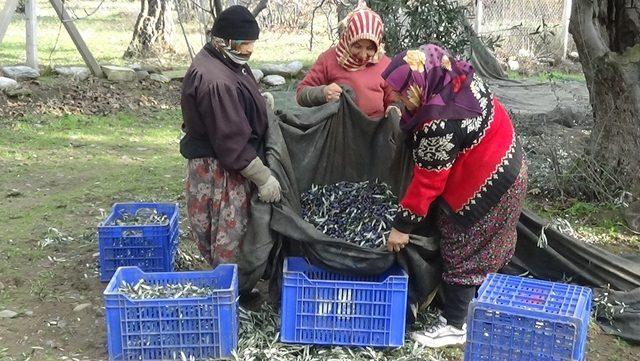 Zeytin hasadında makineleşmeye destek