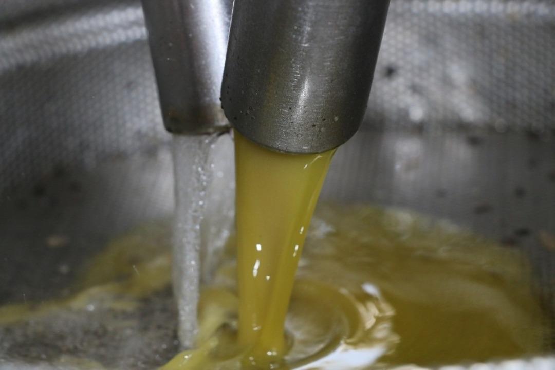 Antbirlik zeytinyağı sezonu a&ccedil;tı