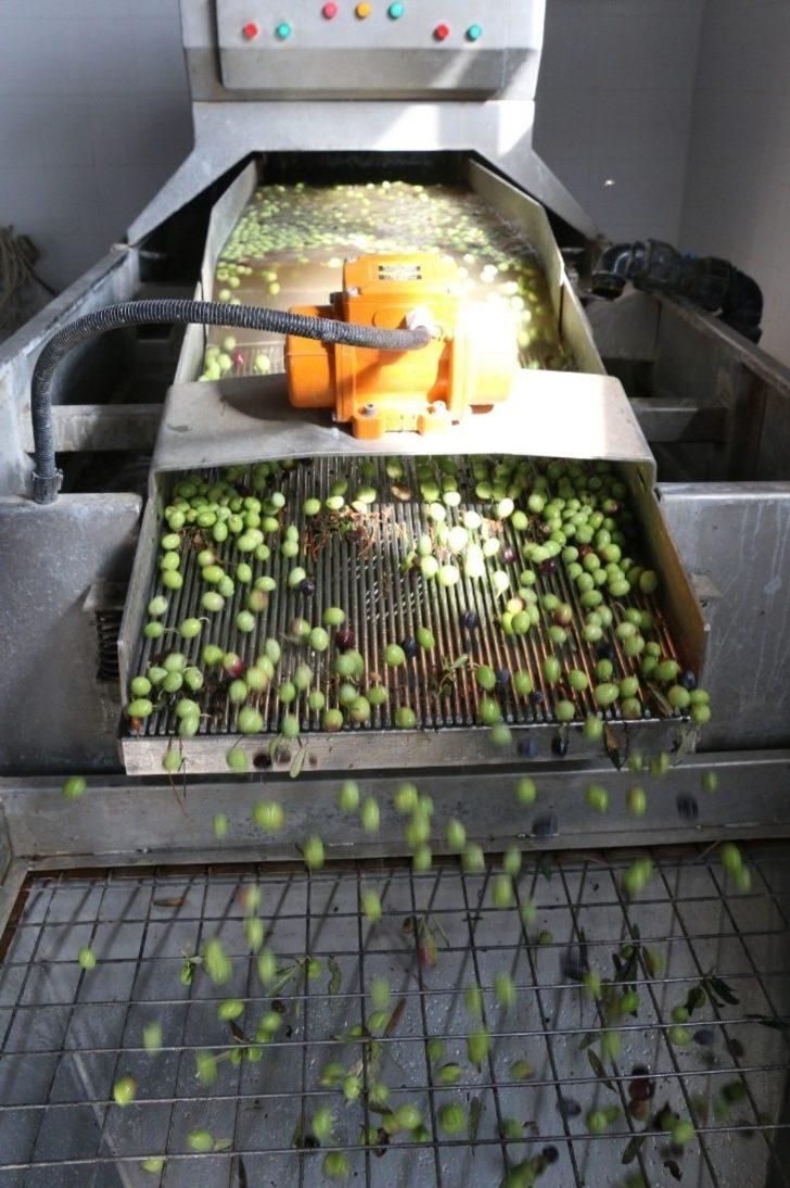 Antbirlik zeytinyağı sezonu açtı G4