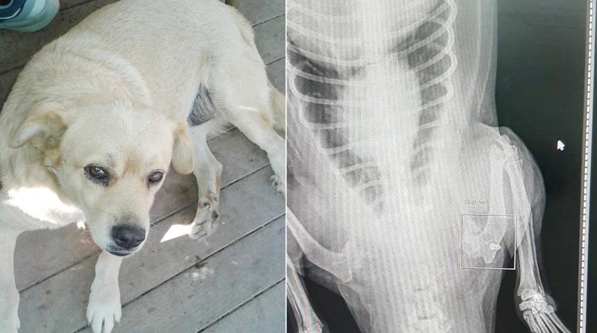 Vicdansızlar köpeği pompalı tüfekle vurdu