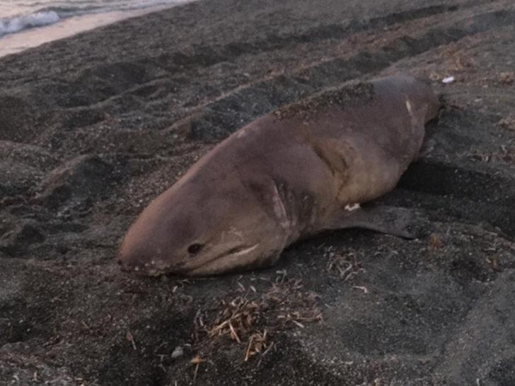 İzmir’de vatandaşlara sabah şoku! Yürüyüş yaparken gördüler G3