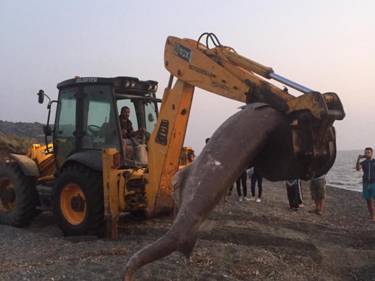 İzmir&rsquo;de vatandaşlara sabah şoku! Y&uuml;r&uuml;y&uuml;ş yaparken g&ouml;rd&uuml;ler