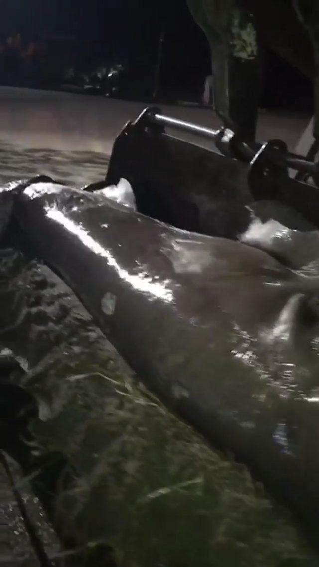 İzmir'de köpek balığı karaya vurdu