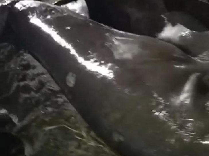 İzmir’de vatandaşlara sabah şoku! Yürüyüş yaparken gördüler G1