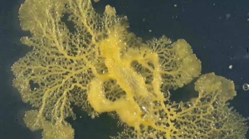 Blob adlı canlının tam 720 cinsel organı var! 