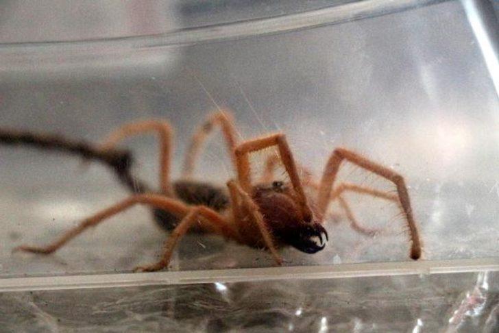 Antalya'da et yiyen örümceği cam fanusta besliyor G1