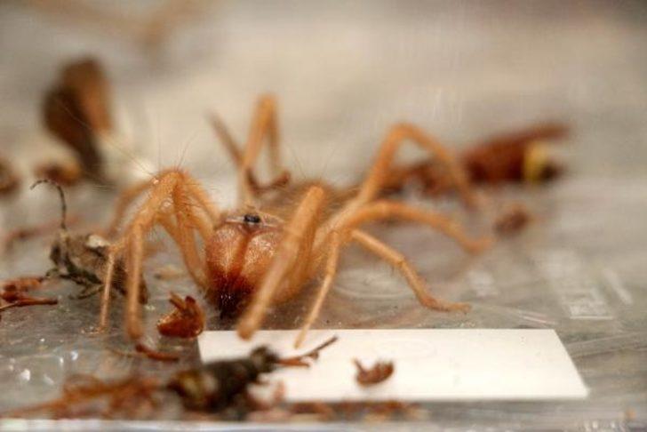 Antalya'da et yiyen örümceği cam fanusta besliyor G2