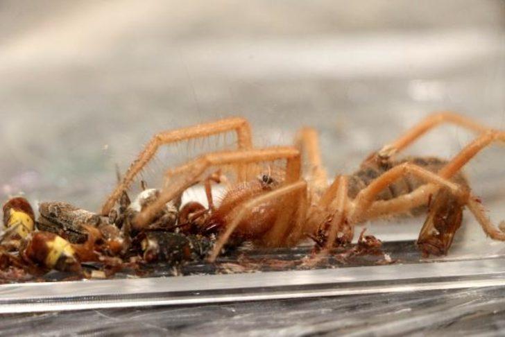 Antalya'da et yiyen örümceği cam fanusta besliyor G3