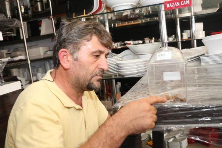 Antalya'da et yiyen örümceği cam fanusta besliyor G4