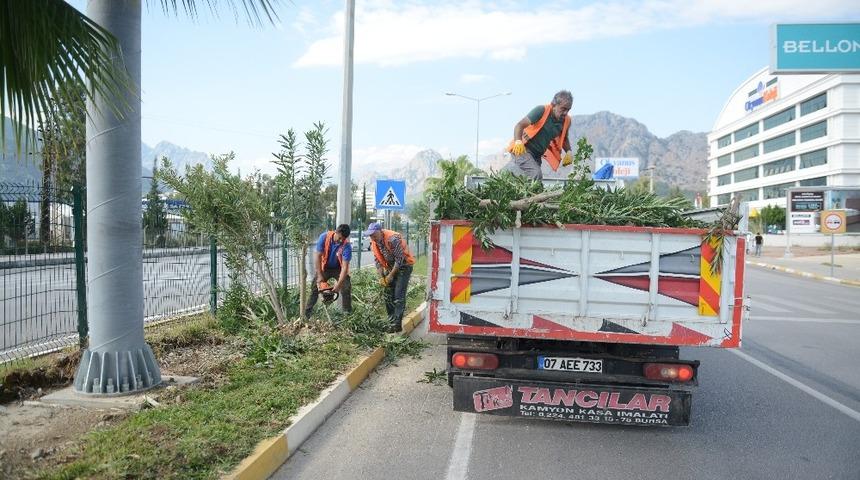Yaya g&uuml;venliğini tehlikeye  atan zakkumlar budandı
