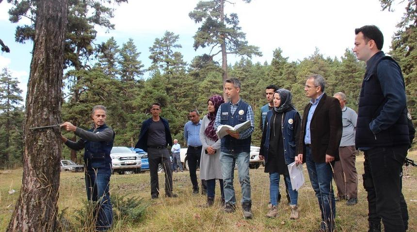 Kaymakam Deniz Pişkin, ormanda kesim çalışmalarını inceledi