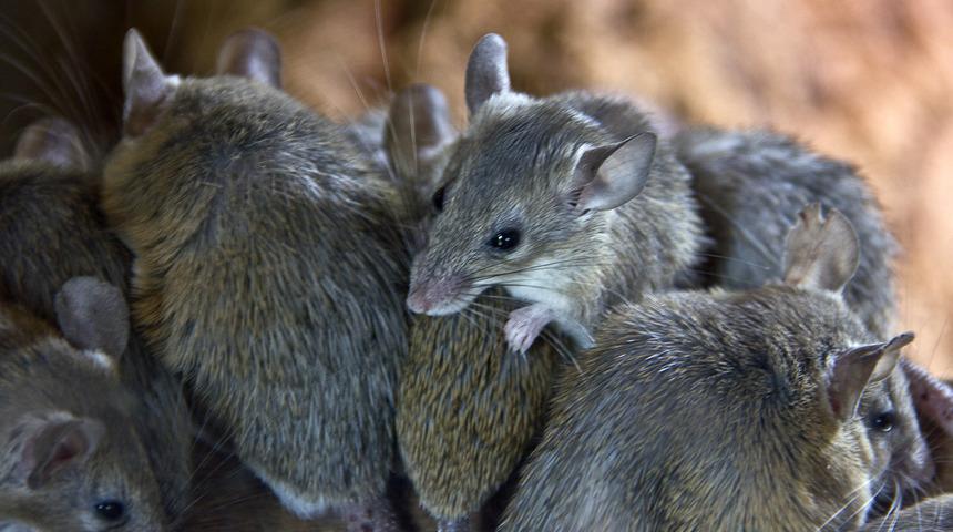 ABD'de bir kadının yaşadığı karavandan 320 fare çıktı