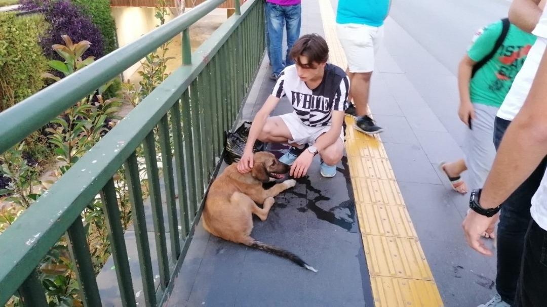 Vicdansız s&uuml;r&uuml;c&uuml;n&uuml;n &ccedil;arpıp ka&ccedil;tığı k&ouml;peğe yoldan ge&ccedil;en gen&ccedil;ler sahip &ccedil;ıktı