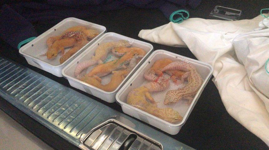 Kapıkule'de aracın bagajından nesli tükenmekte olan hayvanlar çıktı