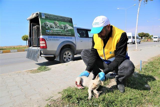 Yaralı köpeğe Tuşba Belediyesi sahip çıktı