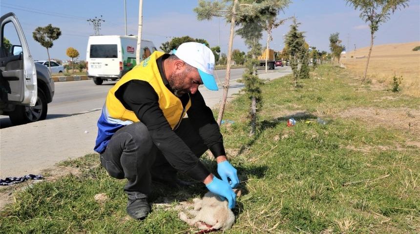 Yaralı k&ouml;peğe Tuşba Belediyesi sahip &ccedil;ıktı