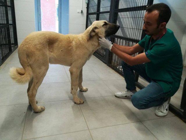 Sopayla dövülen köpek artık 'Mutlu'